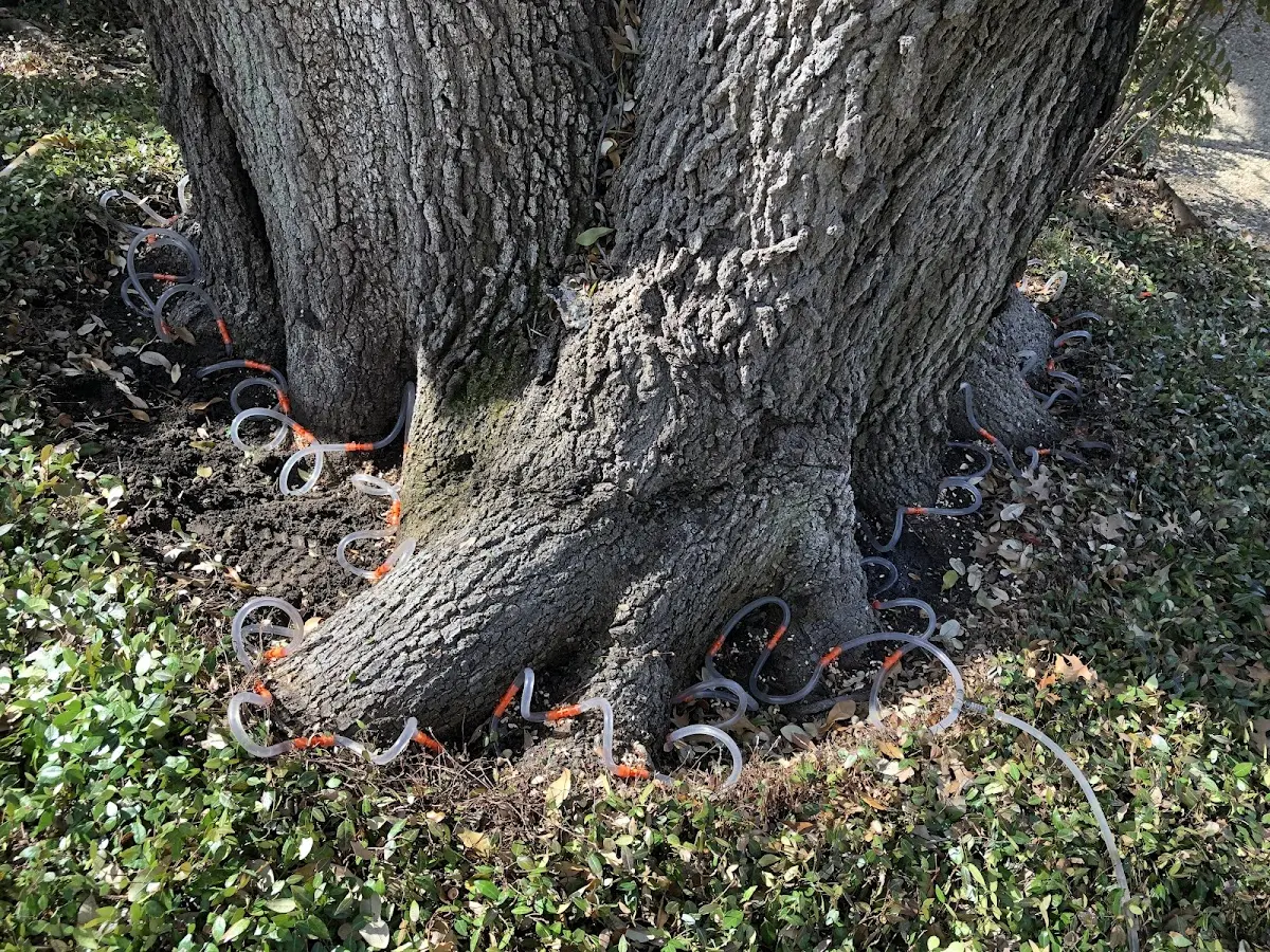Detailed Tree Cabling and Bracing job site in Bovill